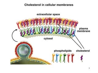 Cholesterol in cellular membranes
3
 