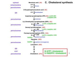 C. Cholesterol synthesis
9
 