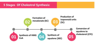 5 Stages Of Cholestrol Synthesis:
Production of
isoprenoid units
(5C)
Synthesis of
squalene (30C)
Formation of
mevalonate (6C)
Synthesis of HMG
CoA
02
01
03
04 05
Conversion of
squalene to
cholesterol (27C)
 