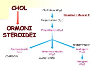 CHOL
Riduzione n atomi di C

ORMONI
STEROIDEI
TESTOSTERONE

CORTISOLO

ALDOSTERONE

 