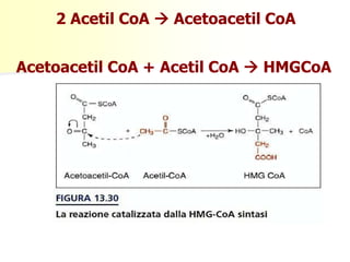 2 Acetil CoA  Acetoacetil CoA
Acetoacetil CoA + Acetil CoA  HMGCoA

 