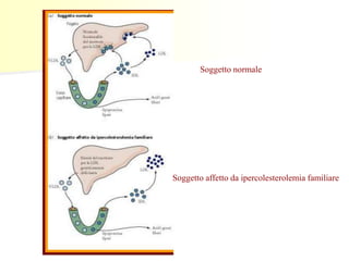 Soggetto normale

Soggetto affetto da ipercolesterolemia familiare

 