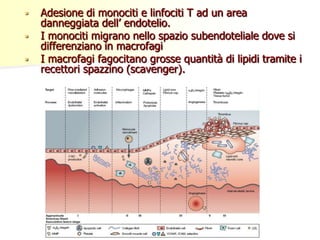 



Adesione di monociti e linfociti T ad un area
danneggiata dell’ endotelio.
I monociti migrano nello spazio subendoteliale dove si
differenziano in macrofagi
I macrofagi fagocitano grosse quantità di lipidi tramite i
recettori spazzino (scavenger).

 