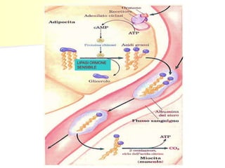 LIPASI ORMONE
SENSIBILE

 