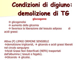 Condizioni di digiuno:
demolizione di TG
glucagone

 glicogenolisi
 aumento della glicemia
 favorisce la liberazione dal tessuto adiposo
acidi grassi:

di

Attiva (P) LIPASI ORMONE SENSIBILE
demolizione trigliceridi,  glicerolo e acidi grassi liberati
nel circolo sanguigno
Acidi Grassi Non Esterificati (NEFA) trasportati
dall’albumina ( tessuti e fegato).
Glicerolo  glicolisi.

 