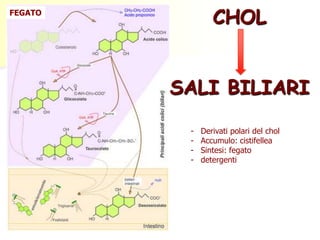 CHOL

FEGATO

SALI BILIARI
-

Derivati polari del chol
Accumulo: cistifellea
Sintesi: fegato
detergenti

 