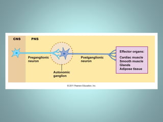 Cholinergic system and drugs | PPTX