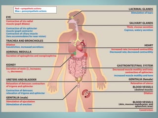 Cholinergic system and drugs | PPTX