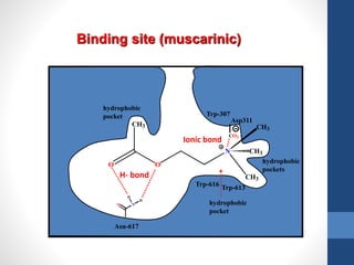 Trp-307
Asp311
Trp-613Trp-616
Asn-617
O N
H
H
CO2
Binding site (muscarinic)
hydrophobic
pocket
hydrophobic
pocket
hydrophobic
pockets
O O
CH3
N
CH3
CH3
CH3
H- bond
Ionic bond
 