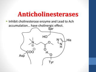 Anticholinesterases
 Inhibit cholinesterase enzyme and Lead to Ach
accumulation… have cholinergic effect.
 