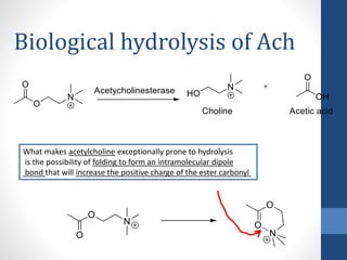 What makes acetylcholine exceptionally prone to hydrolysis
is the possibility of folding to form an intramolecular dipole
bond that will increase the positive charge of the ester carbonyl
Biological hydrolysis of Ach
 