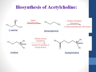 L-serine
choline Acetylcholine
ethanolamine
 