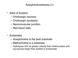 Acetylcholinesterase (1) Sites of location Cholinergic neurons Cholinergic synapses Neuromuscular junction Red blood cells  Substrates Acetylcholine is the best substrate Methacholine is a substrate Hydrolyzes ACh at greater velocity than choline esters with acyl groups larger than acetate or proprionate 