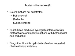 Acetylcholinesterase (2) Esters that are not substrates Bethanechol Carbachol Succinylcholine Its inhibition produces synergistic interaction with methacholine and additive actions with bethanechol and carbachol Drugs that block its hydrolysis of esters are called cholinesterase inhibitors 