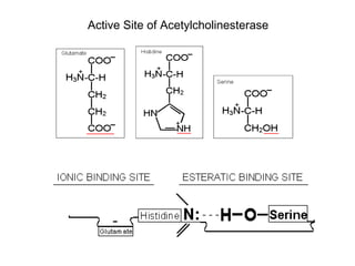 Active Site of Acetylcholinesterase  