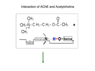 Interaction of AChE and Acetylcholine  