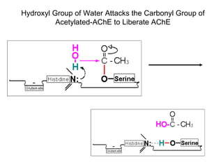 Hydroxyl Group of Water Attacks the Carbonyl Group of Acetylated-AChE to Liberate AChE 