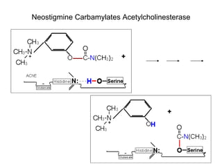 Neostigmine Carbamylates Acetylcholinesterase 