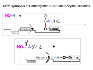 Slow Hydrolysis of Carbamylated-AChE and Enzyme Liberation 