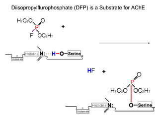 Diisopropylflurophosphate (DFP) is a Substrate for AChE 
