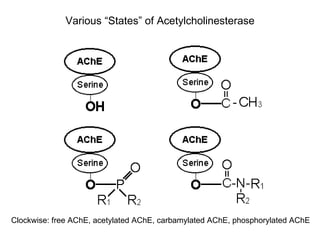 Various “States” of Acetylcholinesterase Clockwise: free AChE, acetylated AChE, carbamylated AChE, phosphorylated AChE 