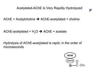 Acetylated-AChE Is Very Rapdily Hydrolyzed AChE + Acetylcholine    AChE-acetylated + choline AChE-acetylated + H 2 O    AChE + acetate Hydrolysis of AChE-acetylated is rapid, in the order of microseconds P 