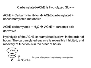 Carbamylated-AChE Is Hydrolyzed Slowly AChE + Carbamyl inhibitor    AChE-carbamylated + noncarbamylated metabolite AChE-carbamylated + H 2 O    AChE + carbamic acid derivative Hydrolysis of the AChE-carbamylated is slow, in the order of hours. The carbamylated enzyme is reversibly inhibited, and recovery of function is in the order of hours Enzyme after phosphorylation by neostigmine 