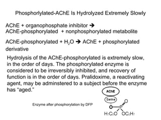 Phosphorlylated-AChE Is Hydrolyzed Extremely Slowly AChE + organophosphate inhibitor     AChE-phosphorylated  + nonphosphorylated metabolite AChE-phosphorylated + H 2 O    AChE + phosphorylated derivative Hydrolysis of the AChE-phosphorylated is extremely slow, in the order of days. The phosphorylated enzyme is considered to be irreversibly inhibited, and recovery of function is in the order of days. Pralidoxime, a reactivating agent, may be adminstered to a subject before the enzyme has “aged.” Enzyme after phosphorylation by DFP 