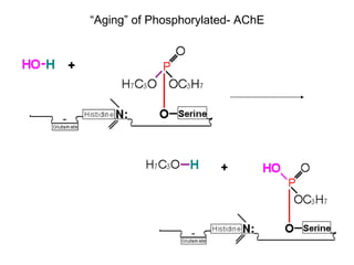 “ Aging” of Phosphorylated- AChE  