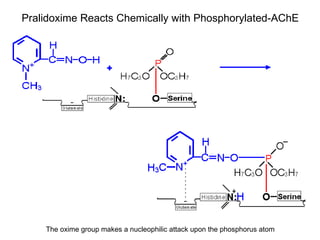 Pralidoxime Reacts Chemically with Phosphorylated-AChE  The oxime group makes a nucleophilic attack upon the phosphorus atom 