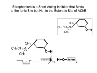Edrophonium is a Short Acting Inhibitor that Binds  to the Ionic Site but Not to the Esteratic Site of AChE 