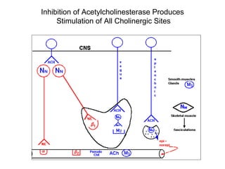 Inhibition of Acetylcholinesterase Produces  Stimulation of All Cholinergic Sites 