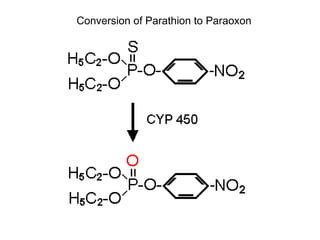 Conversion of Parathion to Paraoxon 