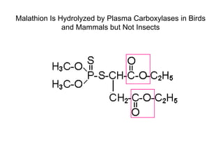 Malathion Is Hydrolyzed by Plasma Carboxylases in Birds and Mammals but Not Insects 