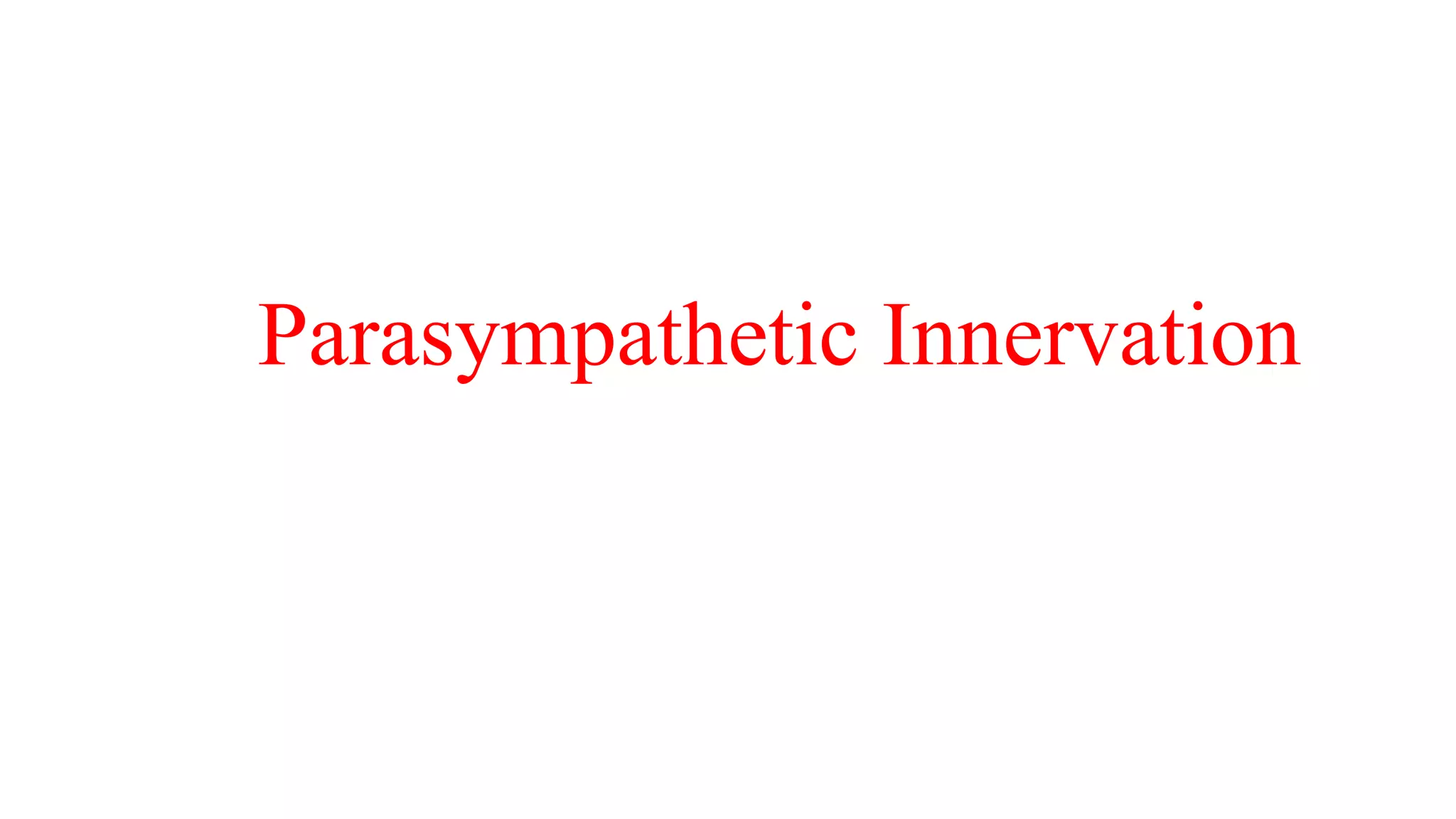 Parasympathetic Innervation
 