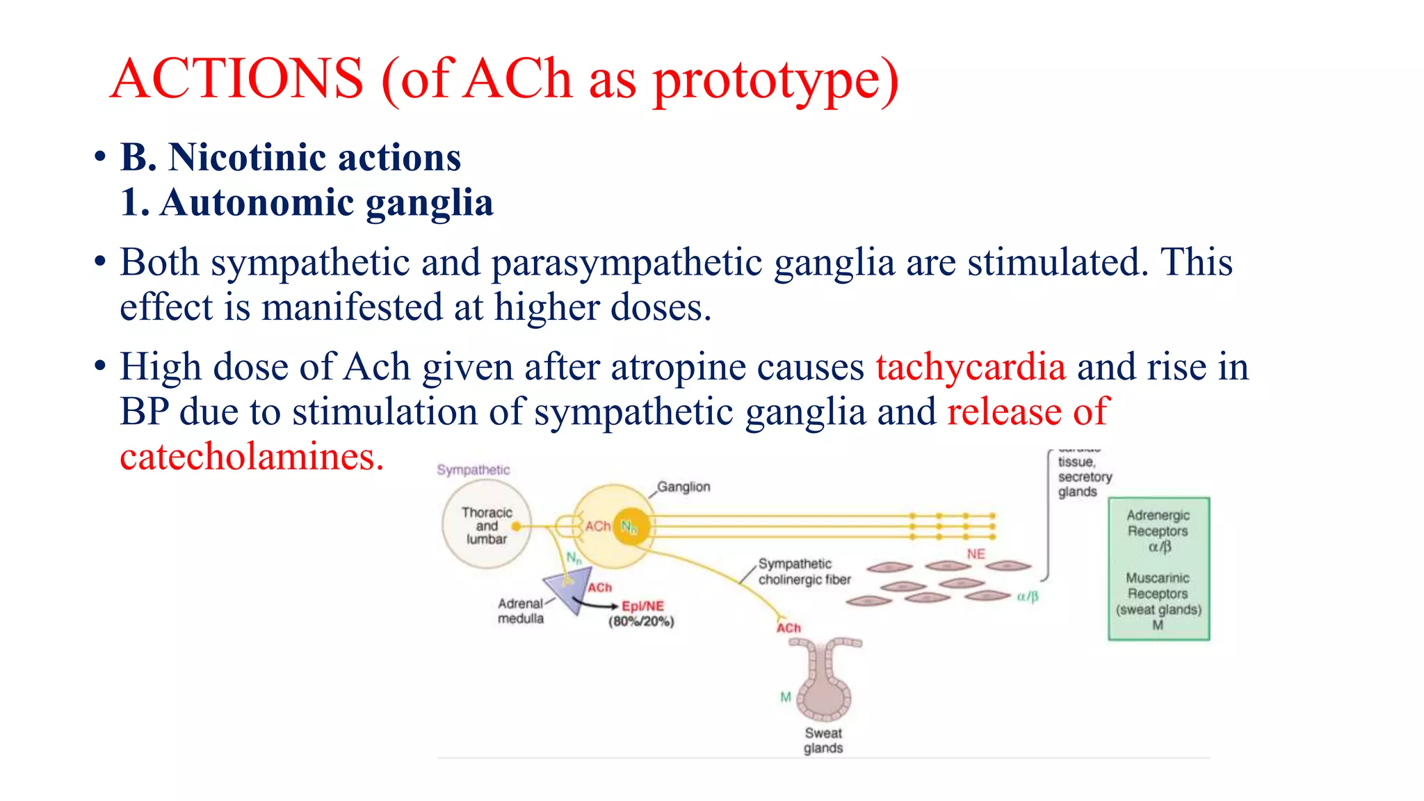 ACTIONS (of ACh as prototype)
• B. Nicotinic actions
1. Autonomic ganglia
• Both sympathetic and parasympathetic ganglia are stimulated. This
effect is manifested at higher doses.
• High dose of Ach given after atropine causes tachycardia and rise in
BP due to stimulation of sympathetic ganglia and release of
catecholamines.
 