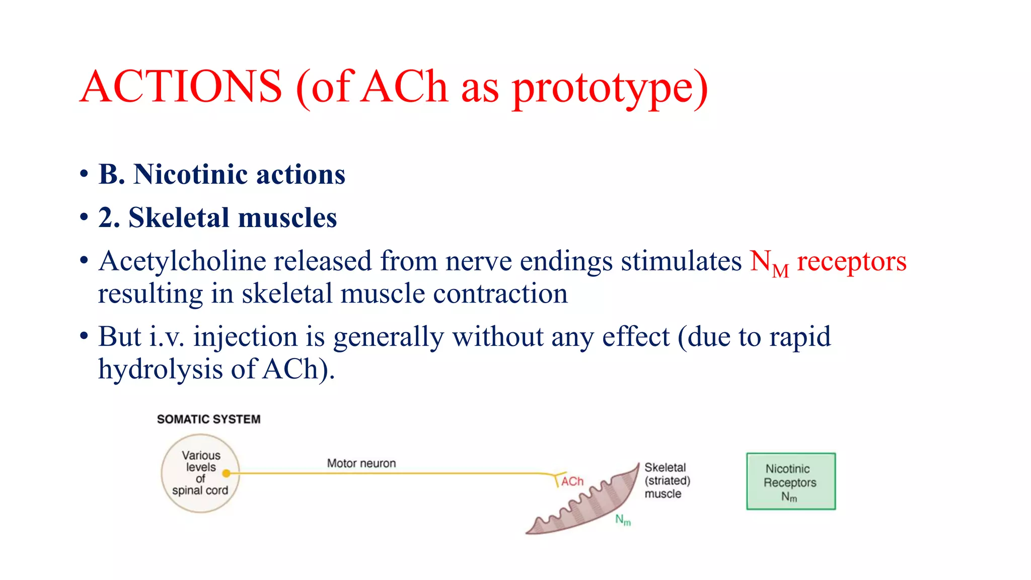ACTIONS (of ACh as prototype)
• B. Nicotinic actions
• 2. Skeletal muscles
• Acetylcholine released from nerve endings stimulates NM receptors
resulting in skeletal muscle contraction
• But i.v. injection is generally without any effect (due to rapid
hydrolysis of ACh).
 