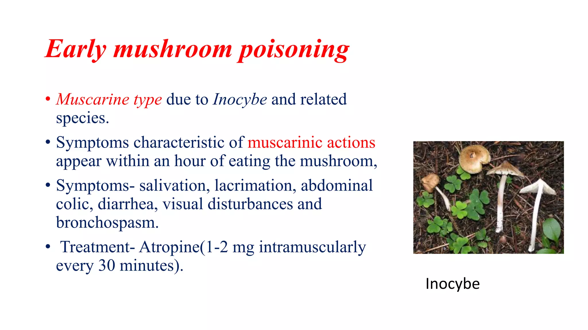 Early mushroom poisoning
• Muscarine type due to Inocybe and related
species.
• Symptoms characteristic of muscarinic actions
appear within an hour of eating the mushroom,
• Symptoms- salivation, lacrimation, abdominal
colic, diarrhea, visual disturbances and
bronchospasm.
• Treatment- Atropine(1-2 mg intramuscularly
every 30 minutes).
Inocybe
 