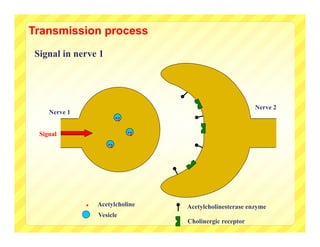 Transmission process
Signal in nerve 1




                                                           Nerve 2
    Nerve 1
                          ..
                           .
 Signal                        ..
                                .
                     ..
                      .


              .   Acetylcholine     Acetylcholinesterase enzyme
                  Vesicle
                                    Cholinergic receptor
 
