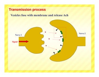 Transmission process
Vesicles fuse with membrane and release Ach




                                              Nerve 2
    Nerve 1


 Signal
 
