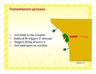Transmission process




•   Ach binds to the receptor           2o Message
•   Induced fit triggers 2o message
•   Triggers firing of nerve 2
•   Ach undergoes no reaction




                                      Nerve 2
 