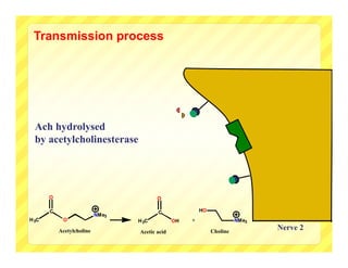 Transmission process




  Ach hydrolysed
  by acetylcholinesterase




       O                                 O

       C                                 C               HO
                           NMe3
H 3C        O                     H 3C          OH   +                  NMe3

           Acetylcholine          Acetic acid                 Choline
                                                                               Nerve 2
 