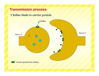 Transmission process
Choline binds to carrier protein
                                  Choline




                                            Nerve 2
   Nerve 1




    Carrier protein for choline
 