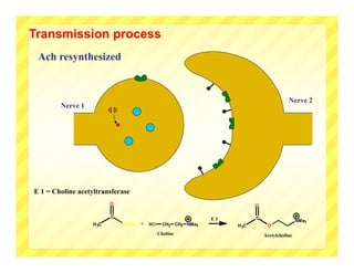 Transmission process
 Ach resynthesized


                                                                                          Nerve 2
        Nerve 1




E 1 = Choline acetyltransferase
                          O                                                O

                          C                                                C
                                                               E1                              NMe3
                   H 3C       SCoA   +   HO     CH2 CH2 NMe3        H 3C        O
                                              Choline                          Acetylcholine
 