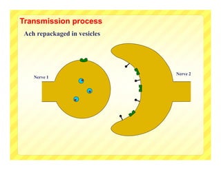 Transmission process
Ach repackaged in vesicles




                             Nerve 2
   Nerve 1
 