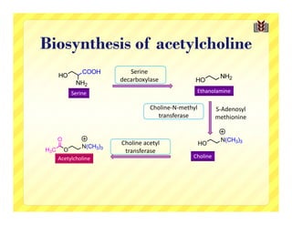 Biosynthesis of acetylcholine
                            Serine
                         decarboxylase

          Serine                                   Ethanolamine

                                   Choline‐N‐methyl         S‐Adenosyl
                                     transferase            methionine


      O                                                      N(CH3)3
                         Choline acetyl            HO
               N(CH3)3
H3C     O                 transferase
      Acetylcholine                               Choline
 