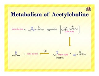 Metabolism of Acetylcholine

AChE‐Ser‐OH +




                           H2O
           + AChE‐Ser‐OH                      +
                                 (inactive)
 