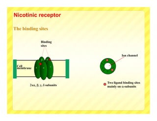Nicotinic receptor

The binding sites

                Binding
                sites


                                                    Ion channel
                       
                                           

 Cell              
                            
                                               
 membrane
                                        




                                        Two ligand binding sites
        x subunits           mainly on -subunits
 