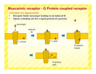 Muscarinic receptor - G Protein coupled receptor
Activation of a signal protein
• Receptor binds messenger leading to an induced fit
• Opens a binding site for a signal protein (G-protein)

       messenger

                   induced
                      fit



          closed                          open

                                                          G-protein
                                                          bound




                                         G-protein
                                         split
 