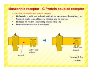 Muscarinic receptor - G Protein coupled receptor
  Activation of membrane bound enzyme
  • G-Protein is split and subunit activates a membrane bound enzyme
  • Subunit binds to an allosteric binding site on enzyme
  • Induced fit results in opening of an active site
  • Intracellular reaction is catalysed




                  Enzyme                                  Enzyme



                                                           active site
                  active site                              (open)
                  (closed)
       subunit
                                                        Intracellular
                                                          reaction
 